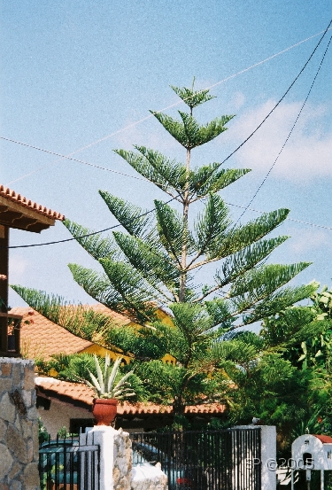 Flore_Araucaria.JPG