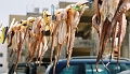 Cote_Est_Poulpes