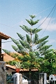 Flore_Araucaria